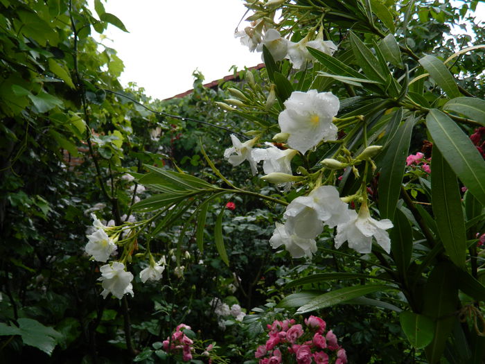 DSCN1871 - 2015_ IULIE