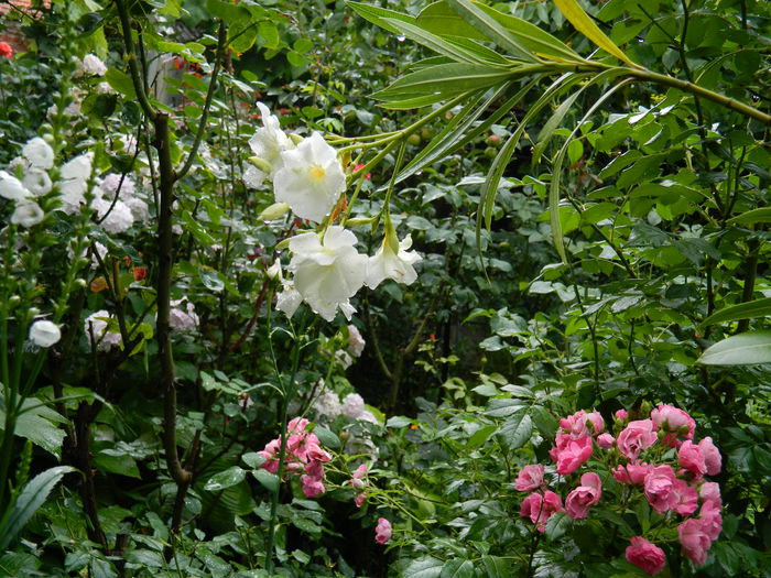 DSCN1873 - 2015_ IULIE