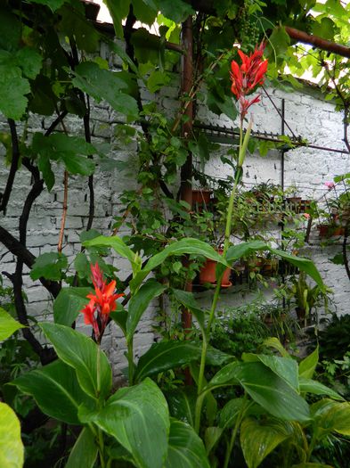 DSCN1878 - 2015_ IULIE