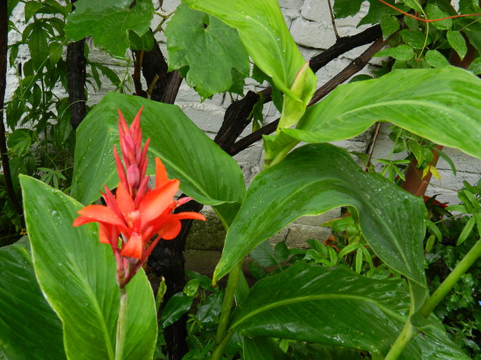 DSCN1879 - 2015_ IULIE