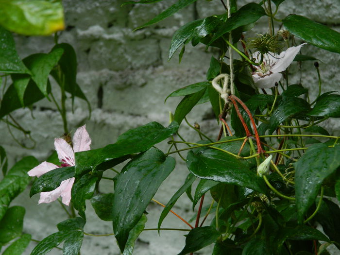 DSCN1880 - 2015_ IULIE