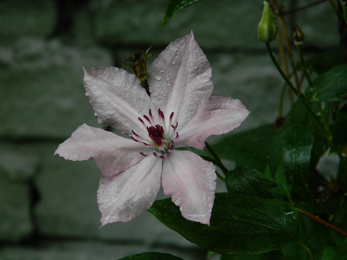 DSCN1881 - 2015_ IULIE