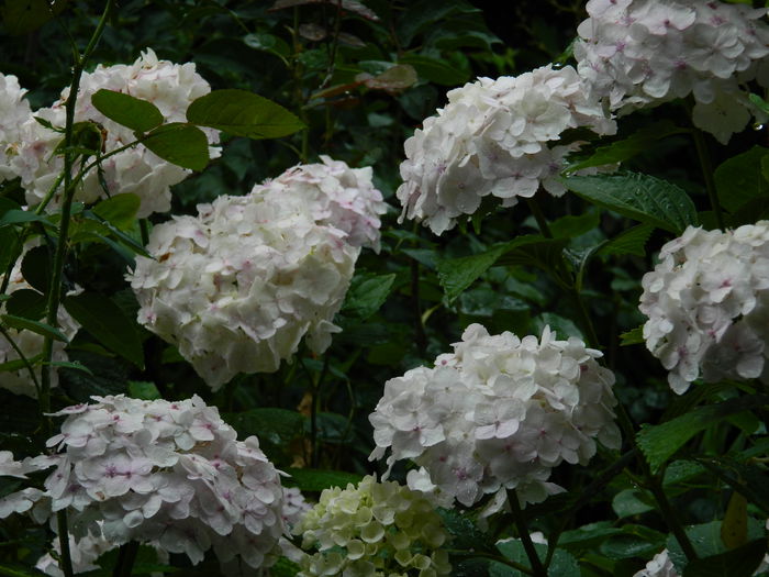 DSCN1882 - 2015_ IULIE