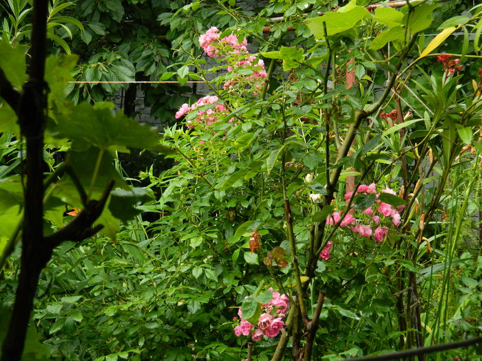 DSCN1883 - 2015_ IULIE