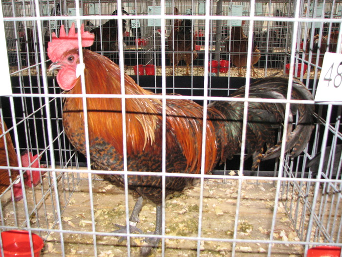 Expozitia Nationala Breaza 2010 148