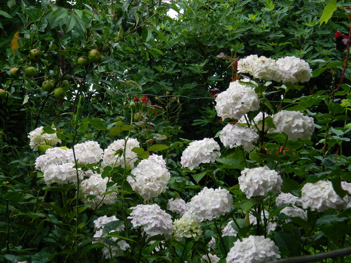 DSCN1885 - 2015_ IULIE