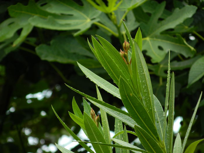 DSCN1887 - 2015_ IULIE