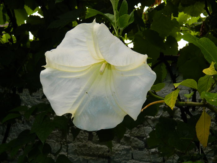 DSCN1891 - 2015_ IULIE