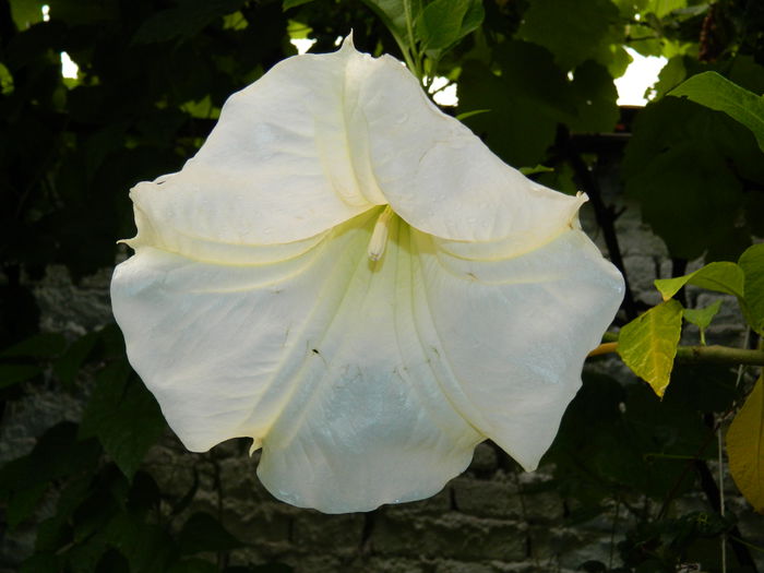 DSCN1892 - 2015_ IULIE