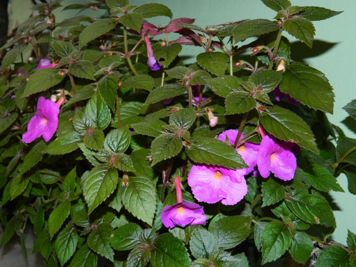 DSCN1896 - 2015_ IULIE