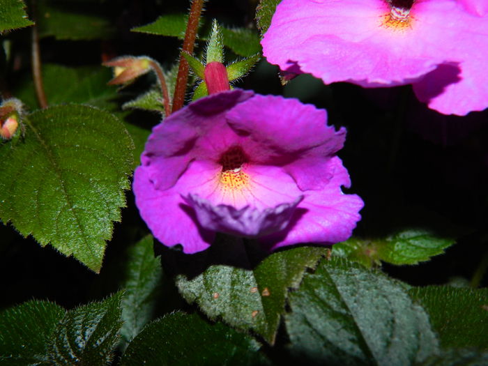 DSCN1898 - 2015_ IULIE