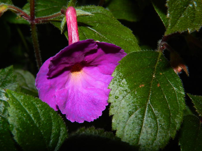 DSCN1899 - 2015_ IULIE