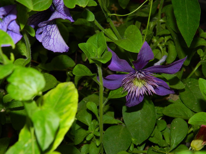 DSCN1902 - 2015_ IULIE