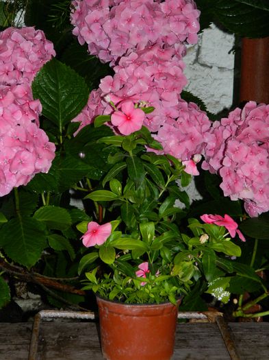 DSCN1904 - 2015_ IULIE