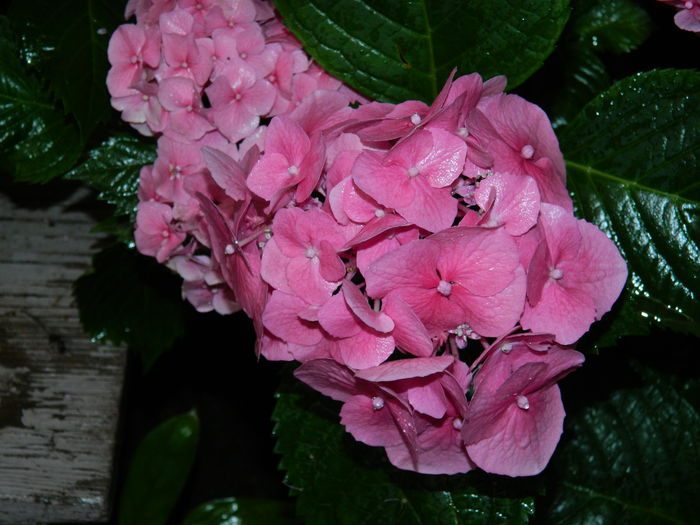 DSCN1905 - 2015_ IULIE