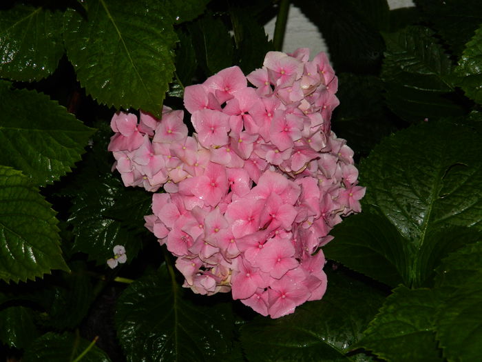 DSCN1907 - 2015_ IULIE