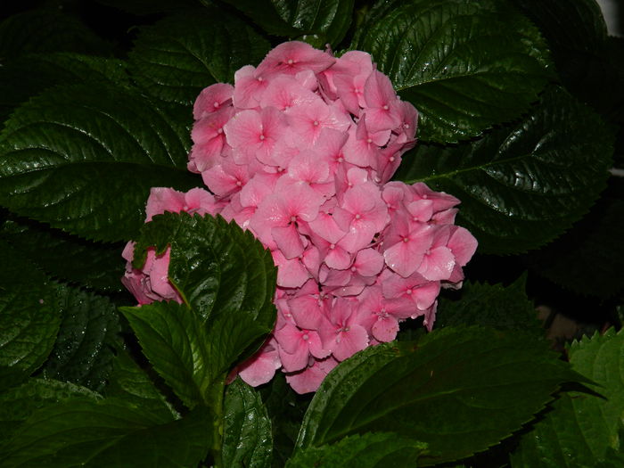 DSCN1908 - 2015_ IULIE