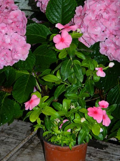 DSCN1910 - 2015_ IULIE