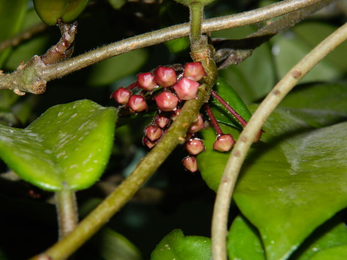 DSCN1911 - 2015_ IULIE