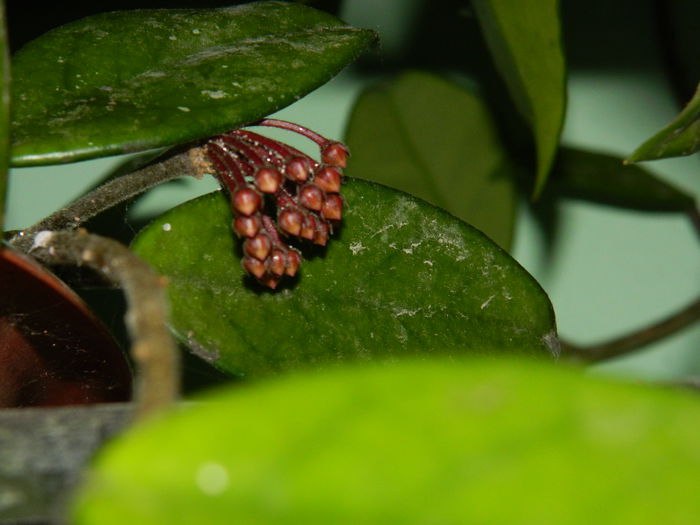 DSCN1912 - 2015_ IULIE