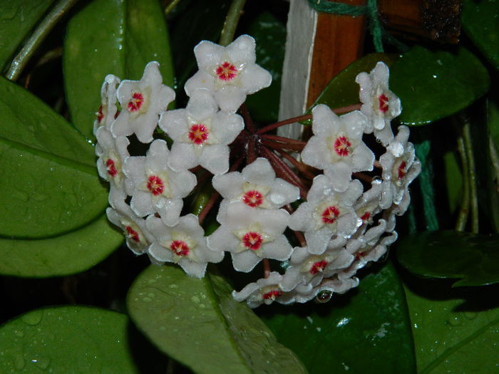 DSCN1917 - 2015_ IULIE