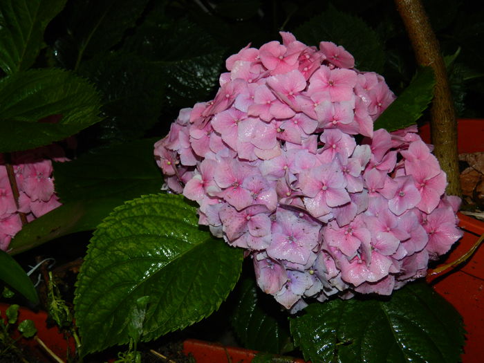 DSCN1921 - 2015_ IULIE