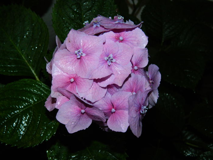 DSCN1923