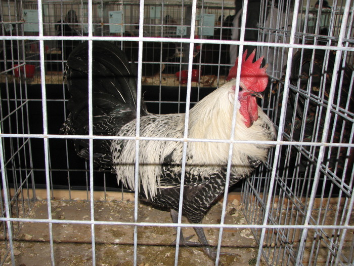 Expozitia Nationala Breaza 2010 149