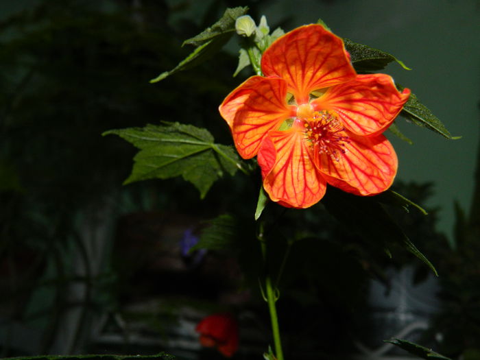 DSCN1930