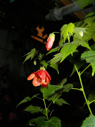 DSCN1932
