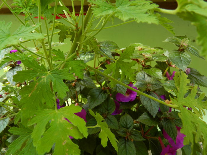 DSCN1937 - 2015_ IULIE