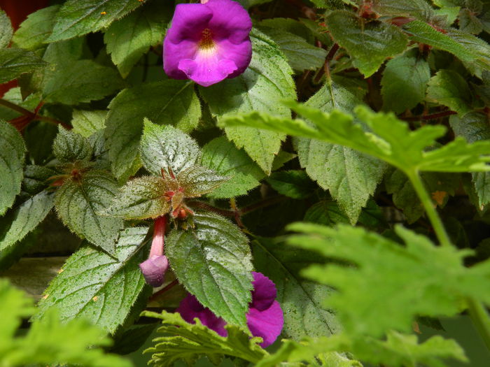 DSCN1940 - 2015_ IULIE