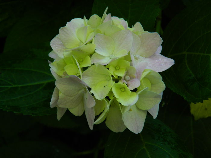 DSCN1944 - 2015_ IULIE