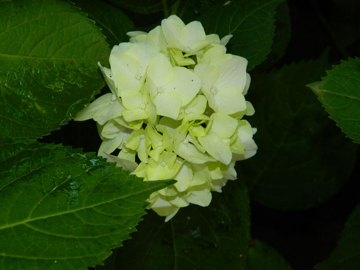 DSCN1945 - 2015_ IULIE