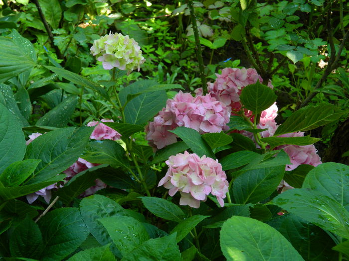 DSCN1948 - 2015_ IULIE