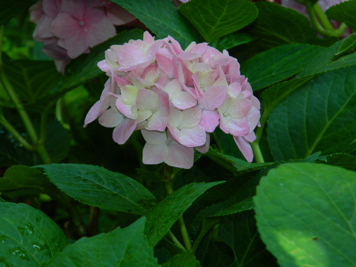 DSCN1949 - 2015_ IULIE