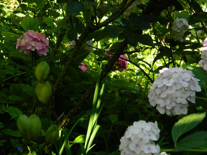 DSCN1952 - 2015_ IULIE