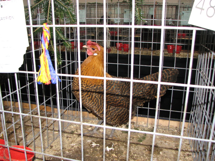 Expozitia Nationala Breaza 2010 150