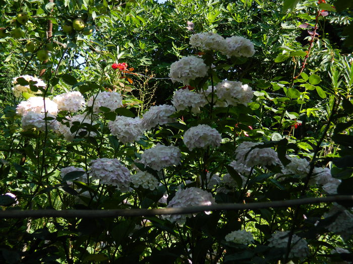 DSCN1953 - 2015_ IULIE