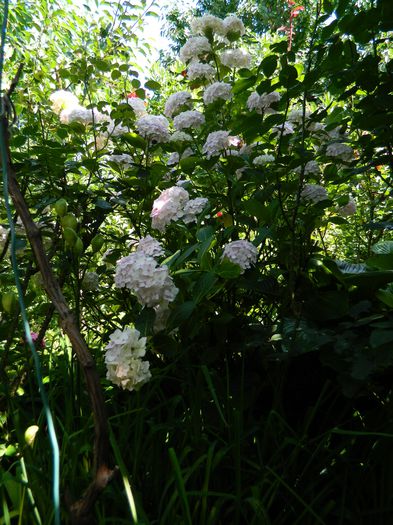 DSCN1954 - 2015_ IULIE