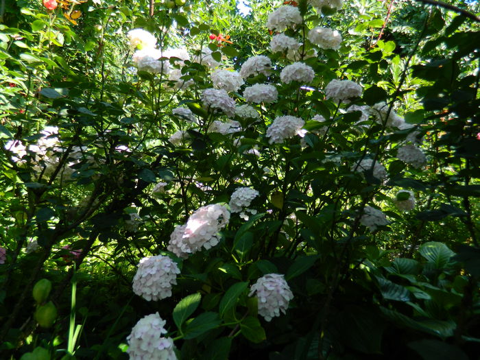 DSCN1955 - 2015_ IULIE