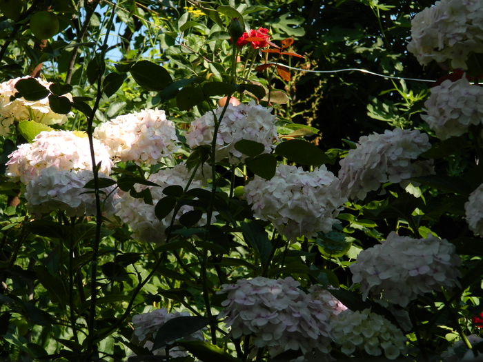 DSCN1956 - 2015_ IULIE