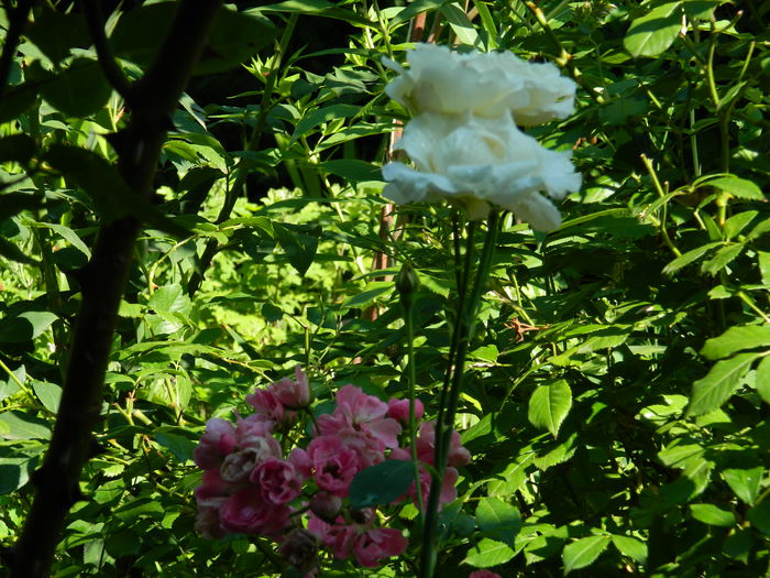 DSCN1961 - 2015_ IULIE