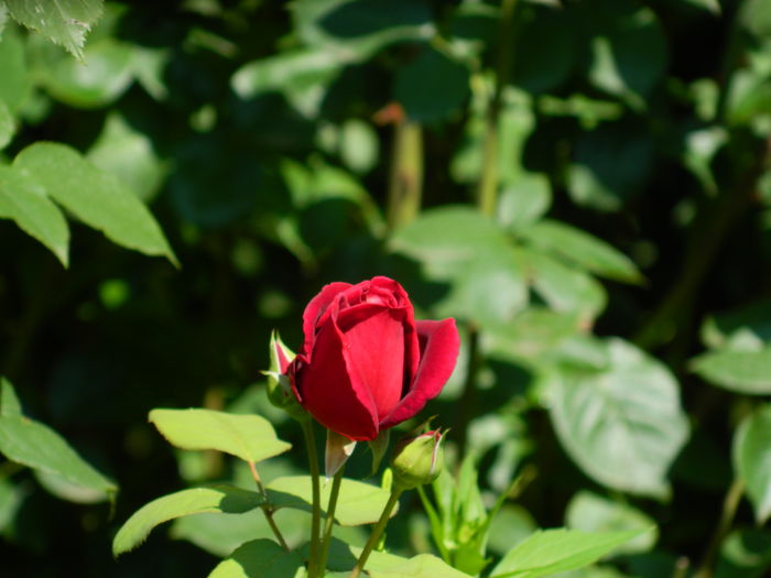 DSCN1962 - 2015_ IULIE