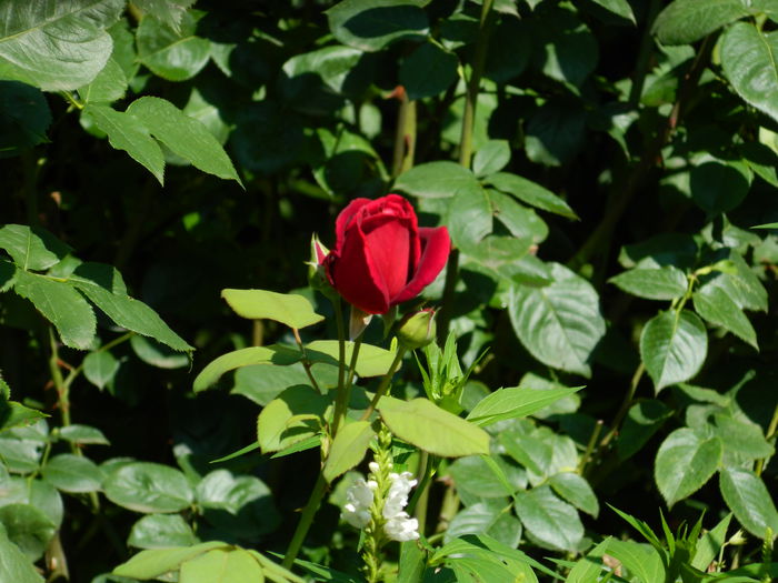 DSCN1963 - 2015_ IULIE