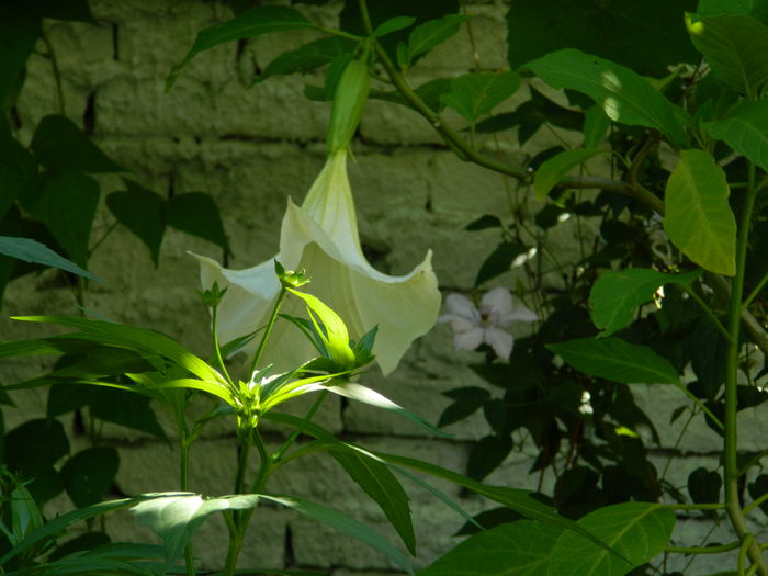 DSCN1965 - 2015_ IULIE