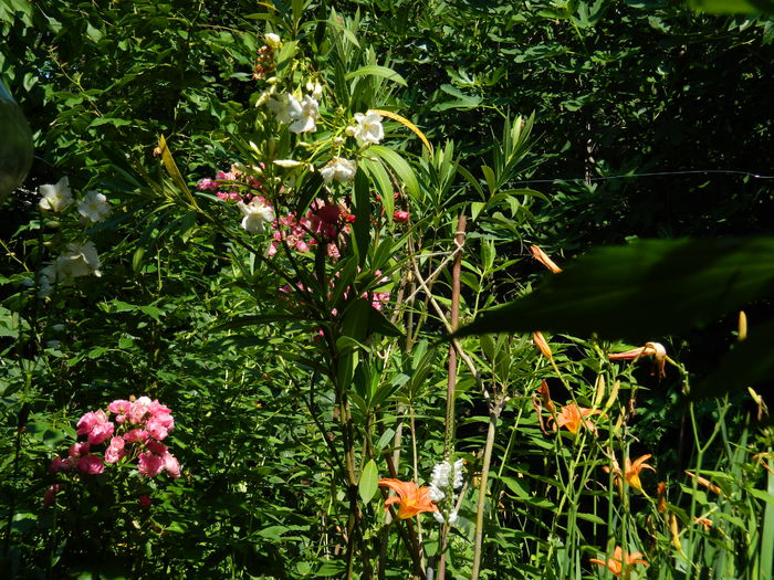 DSCN1967 - 2015_ IULIE