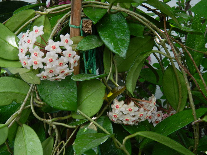 DSCN1968 - 2015_ IULIE