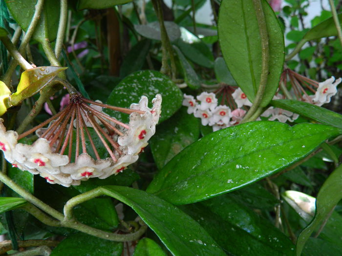 DSCN1969 - 2015_ IULIE