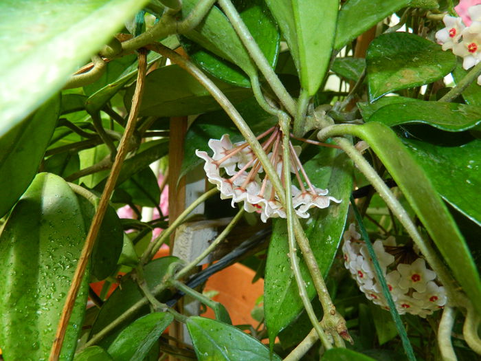 DSCN1970 - 2015_ IULIE